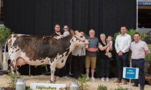 Une vache de race Normande sur le podium d'un concours bovins accompagnée de personnes