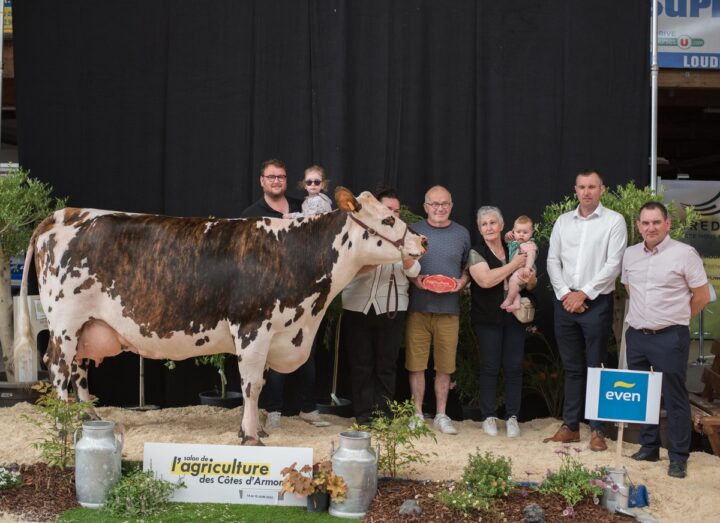 Une vache de race Normande sur le podium d'un concours bovins accompagnée de personnes