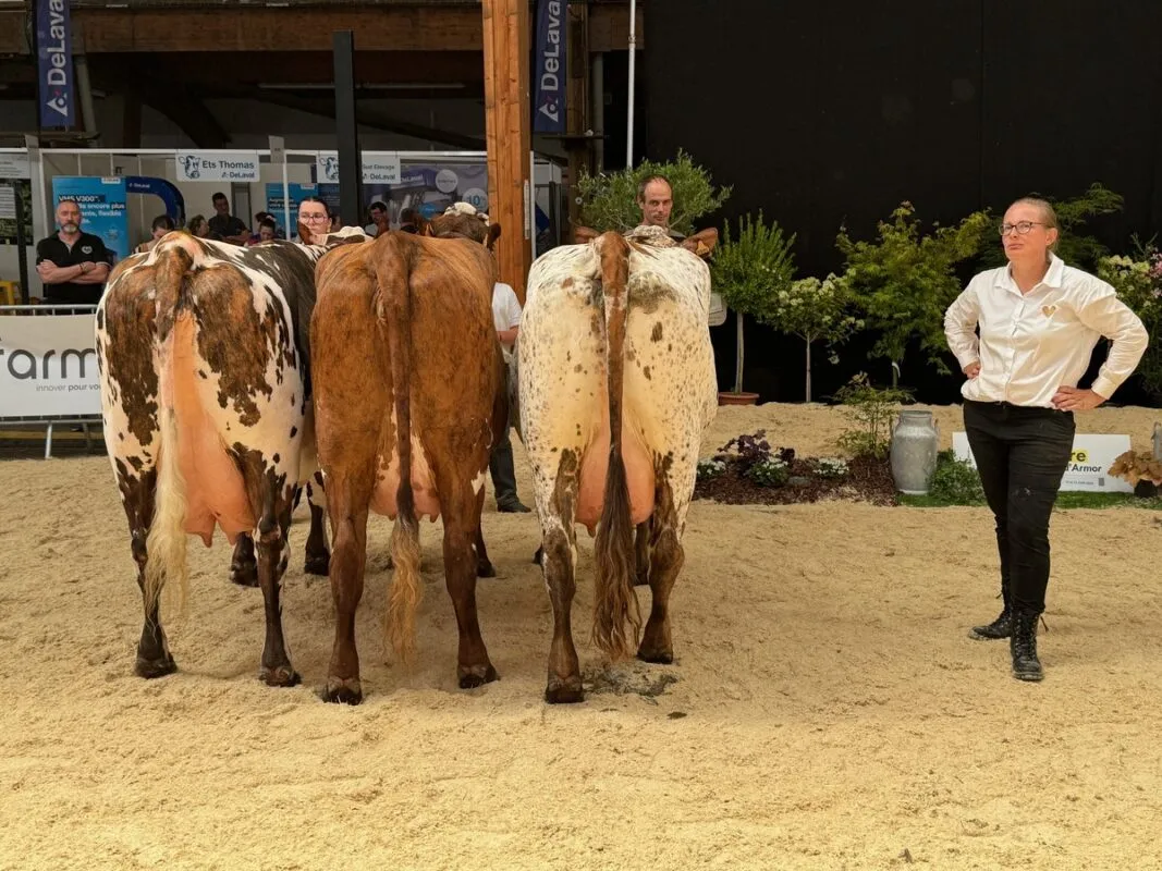 Les vaches des Côtes d'Armor remportent le prix du meilleur lot de département.