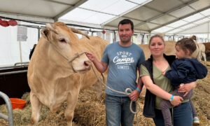 Une vache de race Blonde d'Aquitaine avec un couple d'éleveurs et une enfant