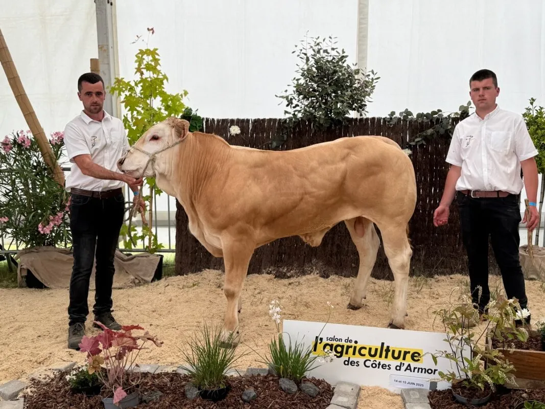 Val, à Florian André à Pleudaniel (22), champion mâle de moins de deux ans et prix des mâles de moins de 14 mois.