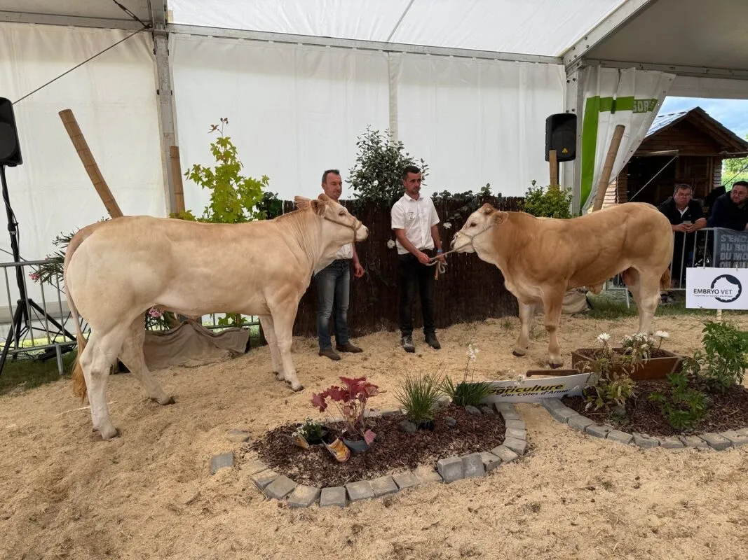 Voisine, à l’EARL de la Moulière à Caro (56), championne femelle de moins de deux ans, et Val, à Florian André à Pleudaniel (22), champion mâle de moins de deux ans.
