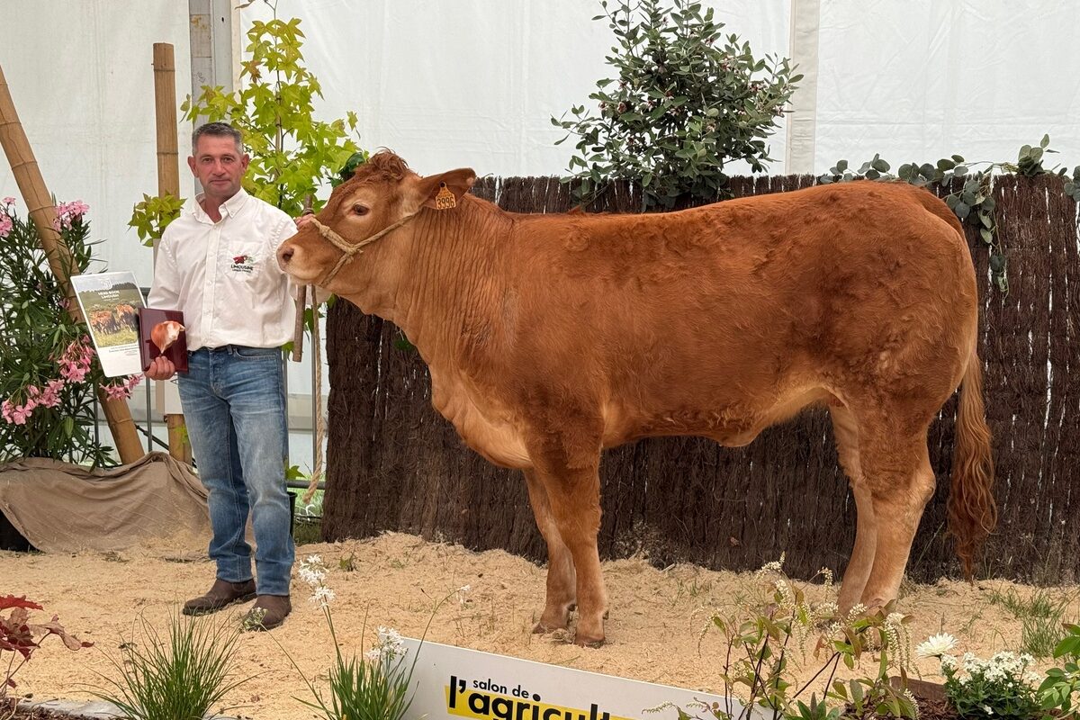 Une génisse de race Limousine et son présentateur lors d'un concours de bovins - Illustration Valence n’attend point le nombre des années