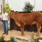 Une génisse de race Limousine et son présentateur lors d'un concours de bovins