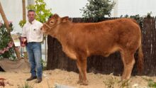 Une génisse de race Limousine et son présentateur lors d'un concours de bovins