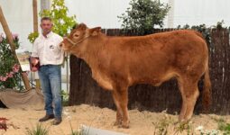 Une génisse de race Limousine et son présentateur lors d'un concours de bovins