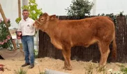 Une génisse de race Limousine et son présentateur lors d'un concours de bovins