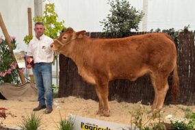 Une génisse de race Limousine et son présentateur lors d'un concours de bovins