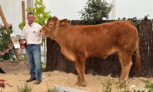 Une génisse de race Limousine et son présentateur lors d'un concours de bovins