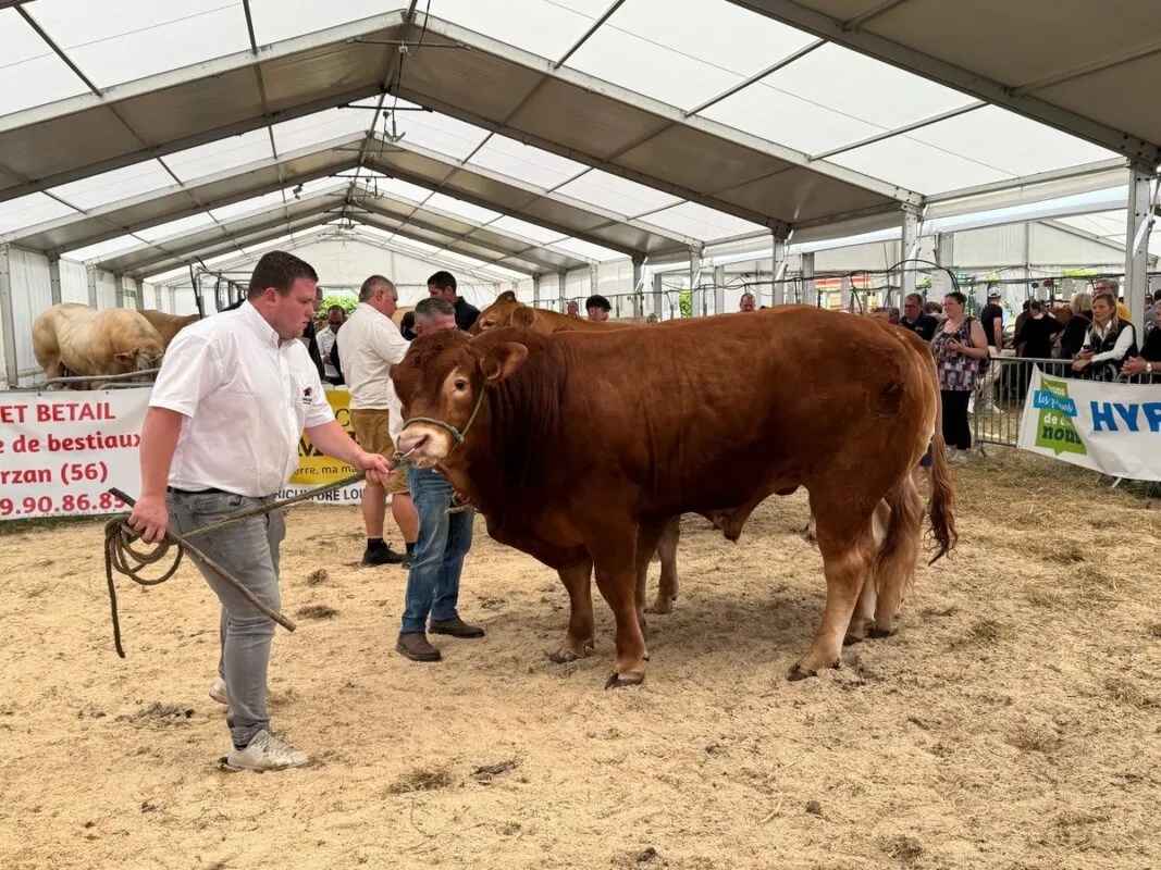 Ubay, au Gaec de Mezandray à Chauvigné (35), champion mâle