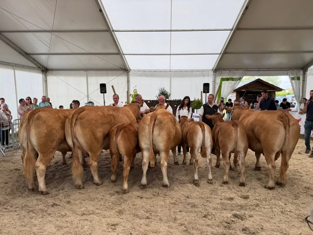 La section des vaches suitées sur le ring de Loudéac 2025