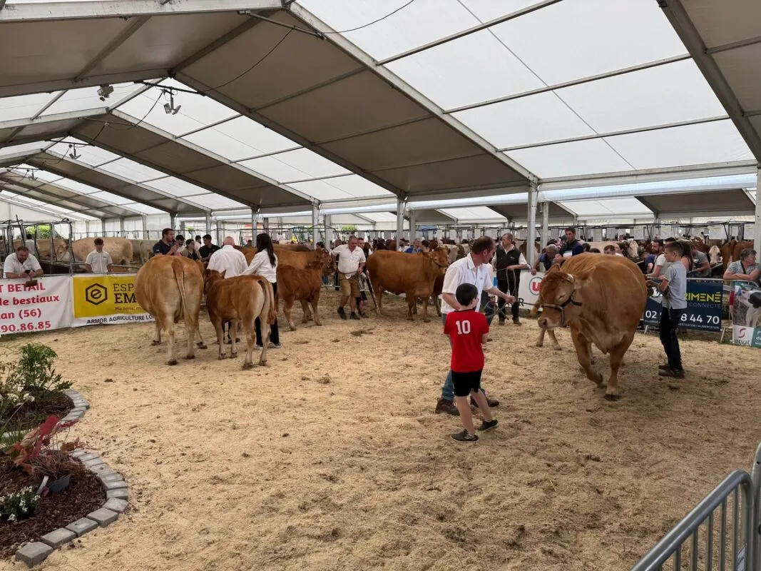 Le juge Éric Cabaret, éleveur à Hillion, a souligné à plusieurs reprises l’ambiance et le public nombreux autour du concours de la race Limousine à Loudéac.