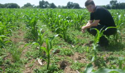 Une personne dans un champ de maïs