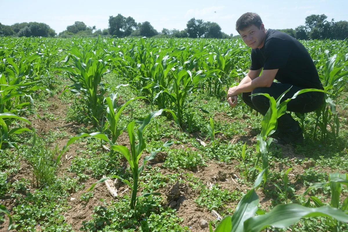 Une personne dans un champ de maïs - Illustration Les traitements  de semences à l’essai