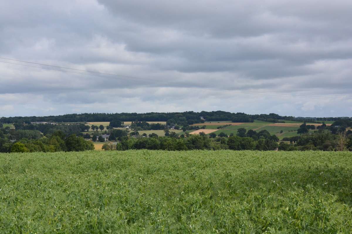 Un paysage de bocage - Illustration Foncier : Les JA mettent sur pause l’ambition d’une vaste réforme