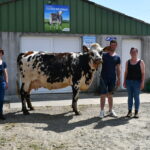 des éleveurs et une vache normande devant un bâtiment