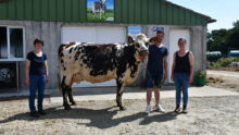 des éleveurs et une vache normande devant un bâtiment