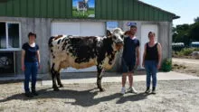 des éleveurs et une vache normande devant un bâtiment