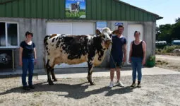 des éleveurs et une vache normande devant un bâtiment