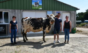 des éleveurs et une vache normande devant un bâtiment
