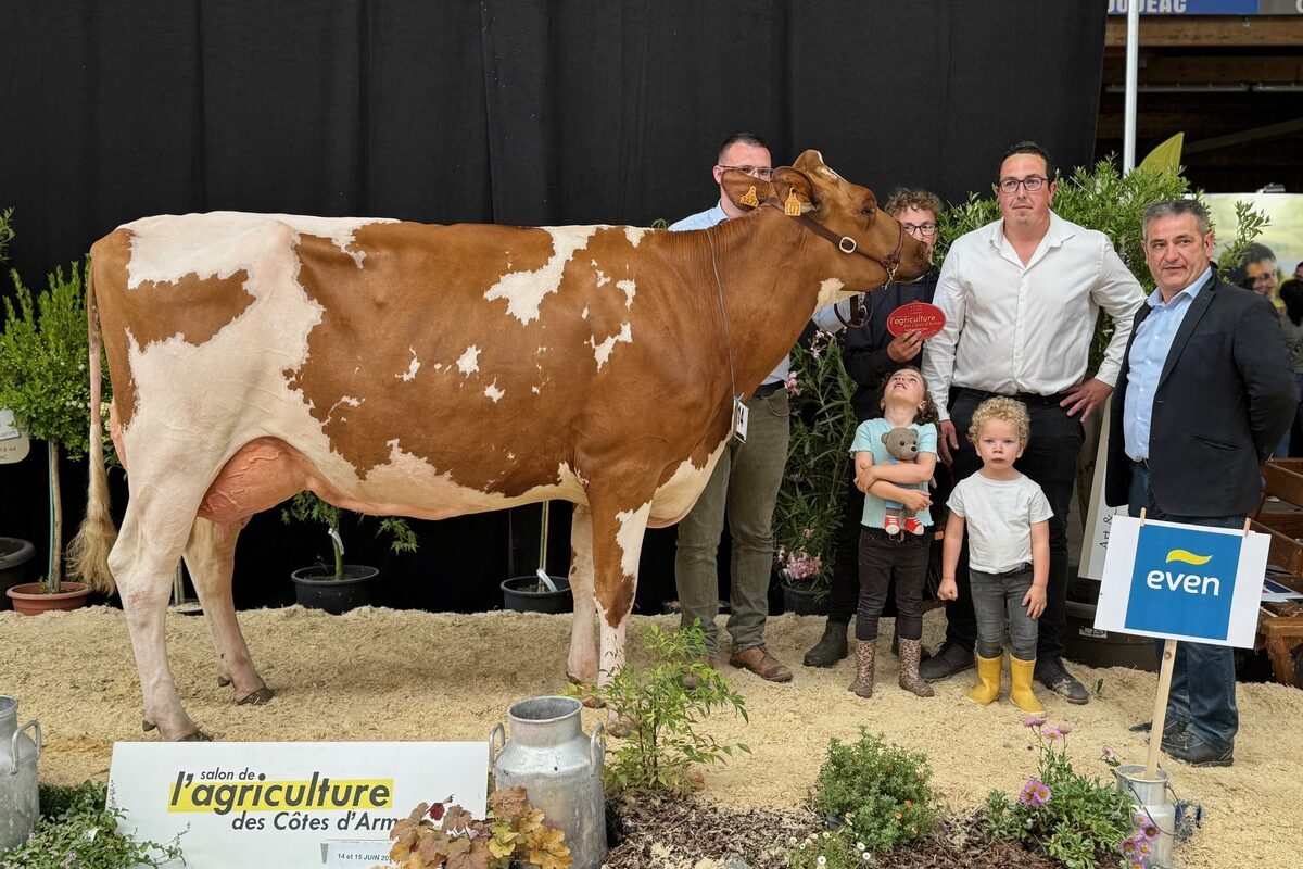 Une vache de Pie rouge accompagnée de personnes dans un concours de bovins - Illustration Tropher gagnante