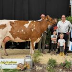 Une vache de Pie rouge accompagnée de personnes dans un concours de bovins