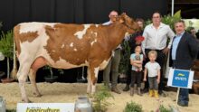 Une vache de Pie rouge accompagnée de personnes dans un concours de bovins