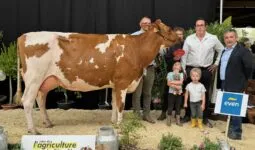 Une vache de Pie rouge accompagnée de personnes dans un concours de bovins