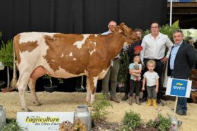 Une vache de Pie rouge accompagnée de personnes dans un concours de bovins