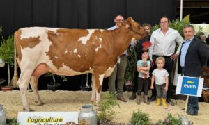 Une vache de Pie rouge accompagnée de personnes dans un concours de bovins