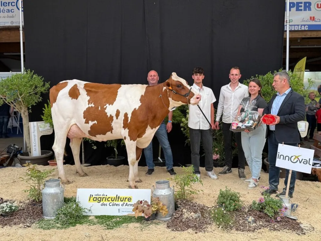 Tesbelle (Boeing P R x Moedis Red), au Gaec Collet Menier à Plémy (22), est meilleure fromagère