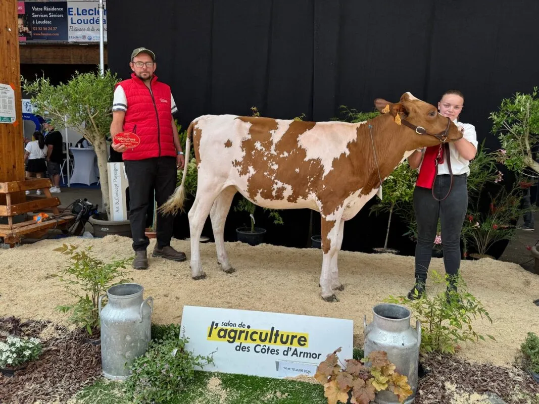 Véro (Stinac x Monster P), au Gaec Carimalo CM à Cléguérec (56), est premier prix de section des génisses.