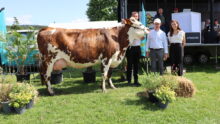 Trois personnes posent avec une vache lors d'un concours bovin