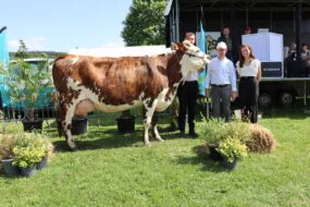 Trois personnes posent avec une vache lors d'un concours bovin