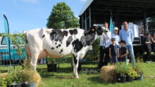 Cinq personnes posent avec une vache Prim'Holstein lors d'un concours bovin