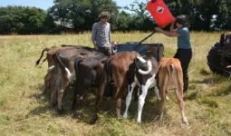 Allaitement des veaux au champ avec milk-bar par 2 personnes