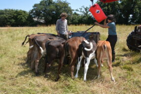 Allaitement des veaux au champ avec milk-bar par 2 personnes