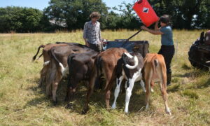 Allaitement des veaux au champ avec milk-bar par 2 personnes