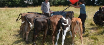 Allaitement des veaux au champ avec milk-bar par 2 personnes