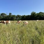 génisses pie rouge dans un champ