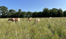 génisses pie rouge dans un champ