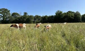 génisses pie rouge dans un champ