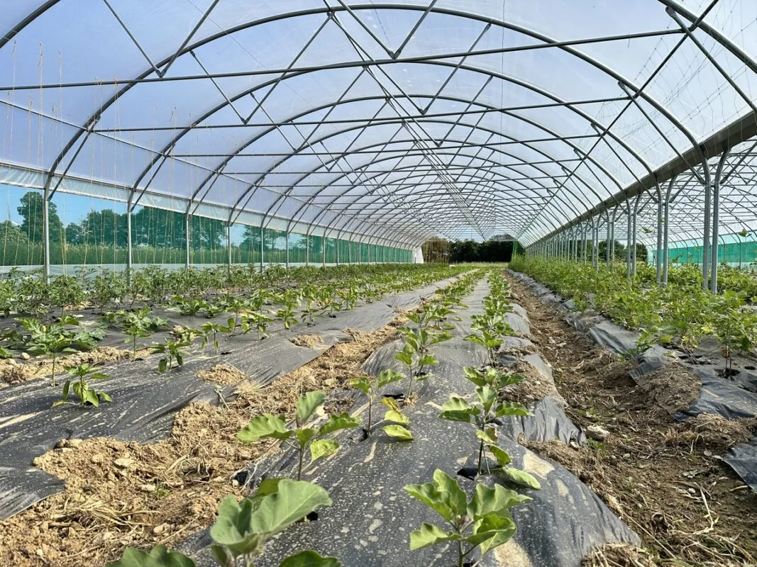 légumes sous tunnel