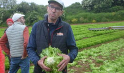 Un marAîcher dans un champ avec une salade dans les mains