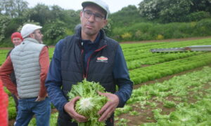 Un marAîcher dans un champ avec une salade dans les mains