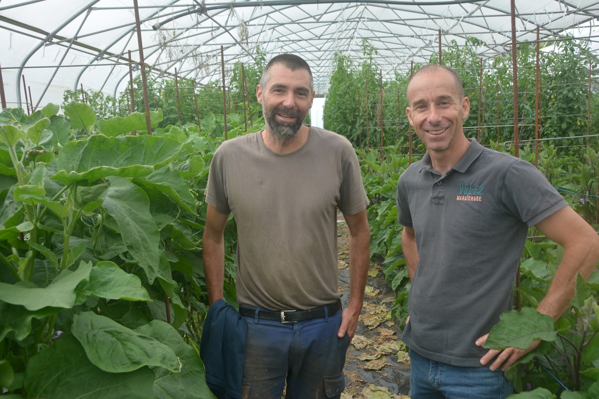 Deux hommes dans une serre - Illustration « Je suis un adepte des cultures plantées »