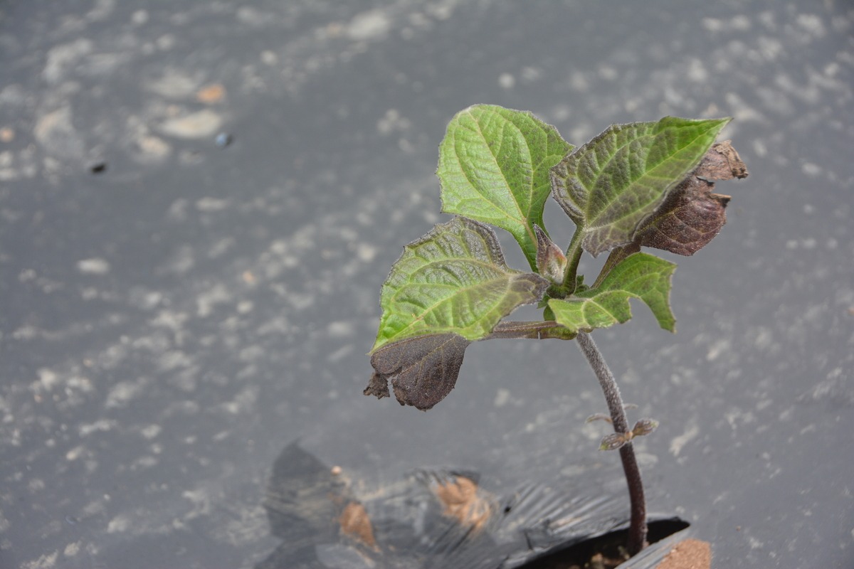 La patate douce est cultivée sur la ferme depuis une quinzaine d'années.