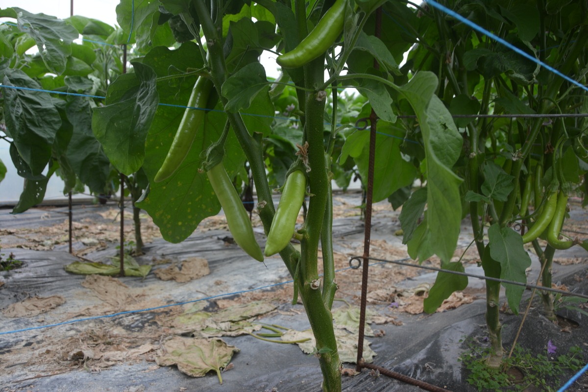 Les espèces sont très diversifiées, avec par exemple ces aubergines vertes.