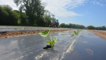 Plant de potimaron dans un champ