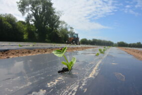 Plant de potimaron dans un champ